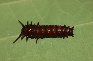Battus philenor, Pipevine Swallowtail, larva