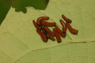 Battus philenor, Pipevine Swallowtail, 2nd instar larvae