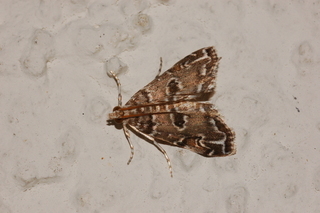 Elophila gyralis, Waterlily Borer Moth