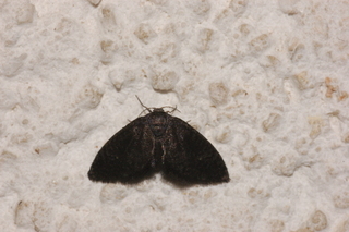 Fulgoraecia exigua, Planthopper Parasite Moth