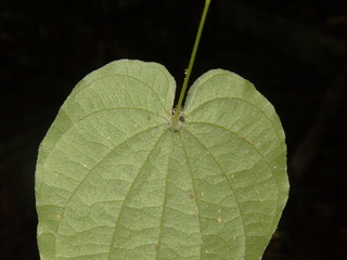 Dioscorea villosa, Wild Yam, leaf base bottom