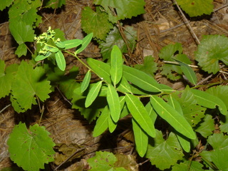 Euphorbia pubentissima, False Flowering Spurge