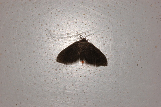 Fulgoraecia exigua, Planthopper Parasite Moth, with mite
