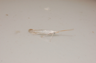 Coleophora atromarginata, American Pistol Casebearer Moth