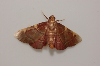 Dolichomia binodulalis, Pink-fringed Dolichomia Moth