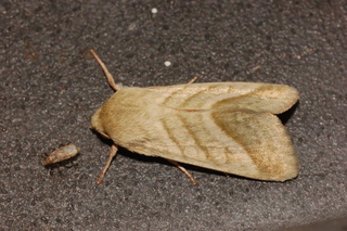 Heliothis virescens, Tobacco budworm Moth