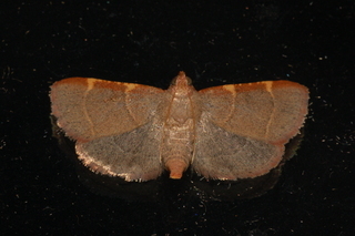 Dolichomia binodulalis, Pink-fringed Dolichomia Moth