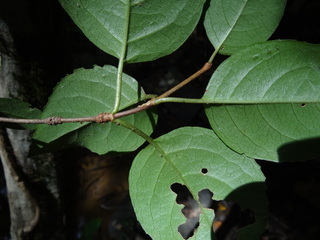 Decumaria barbara, Climbing Hydrangea, leaf underside