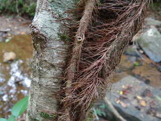 Decumaria barbara, Climbing Hydrangea, roots