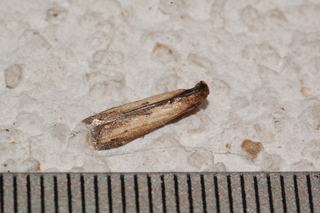 Elasmopalpus lignosellus - Lesser Cornstalk Borer Moth -- Discover Life