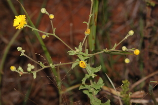 Heterotheca subaxillaris, Camphorweed