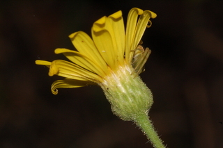 Heterotheca subaxillaris, Camphorweed