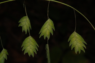 Chasmanthium latifolium, Indian Woodoats
