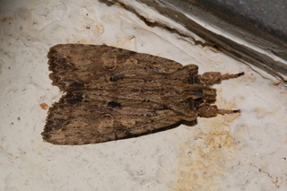Lithophane patefacta, Dimorphic Pinion Moth
