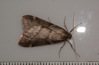 Alsophila pometaria, Fall Cankerworm Moth