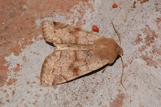 Orthosia alurina, Gray Quaker Moth, bright form, maybe