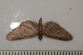 Eupithecia matheri