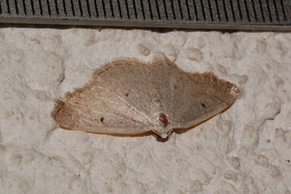 Lomographa glomeraria, Gray Spring Moth