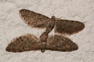 Eupithecia miserulata, Common Eupithecia Moth, 2, mating