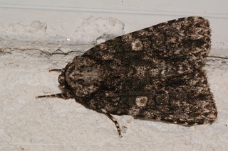 Acronicta afflicta, Afflicted Dagger Moth