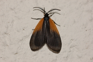 Pyromorpha dimidiata, Orange-patched Smoky Moth