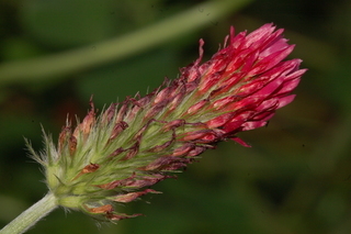 Trifolium incarnatum, Crimson Clover, flower