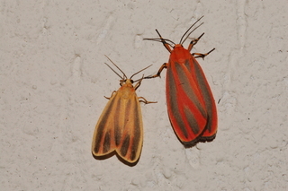 Hypoprepia fucosa, Painted Lichen Moth, Hypoprepia miniata, Scarlet-winged Lichen Moth