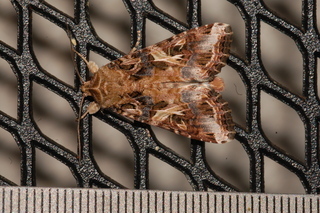 Spodoptera ornithogalli, Yellow-striped Armyworm Moth