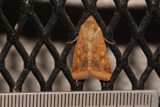 Helicoverpa zea, Corn Earworm Moth