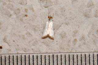 Argyria gonogramma, Milky Urola Moth