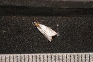 Argyria gonogramma, Milky Urola Moth
