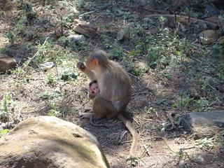 Macaca radiata, Bonnet Macaque