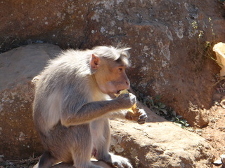 Macaca radiata, Bonnet Macaque