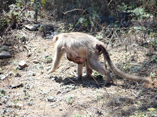 Macaca radiata, Bonnet Macaque, mother with newborn