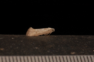 Acrolepiopsis leucoscia