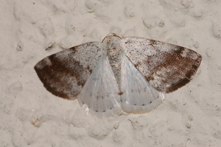 Lomographa semiclarata, Bluish Spring Moth
