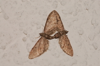 Eupithecia matheri, 2, mating
