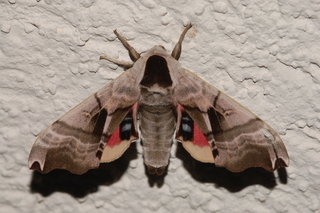 Smerinthus jamaicensis, Twin-spotted Sphinx