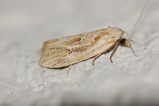 Aethes atomosana, Two-spotted Aethes Moth