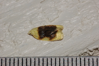Acleris semipurpurana, Oak Leaftier Moth