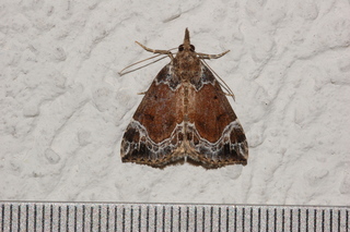 Hypena abalienalis, White-lined Bomolocha Moth