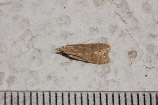 Dichomeris punctidiscella, Spotted Dichomeris Moth