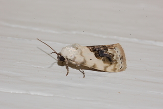 Ponometia erastrioides, Small Bird Dropping Moth