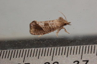 Acrolophus texanella, Texas Grass Tubeworm Moth