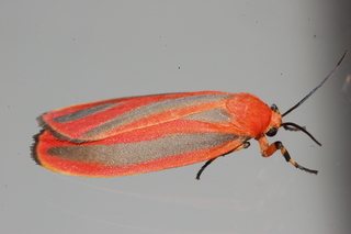 Hypoprepia miniata, Scarlet-winged Lichen Moth
