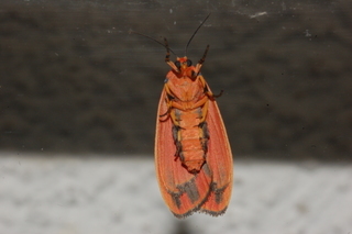 Hypoprepia miniata, Scarlet-winged Lichen Moth, underside