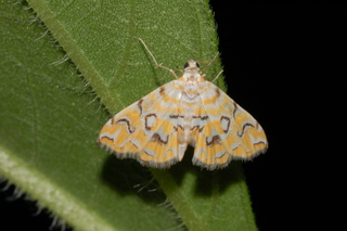 Elophila icciusalis, Pondside Pyralid Moth