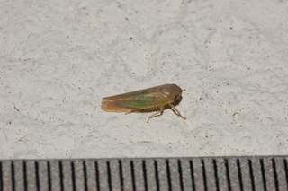 Chlorotettix, Cicadellidae