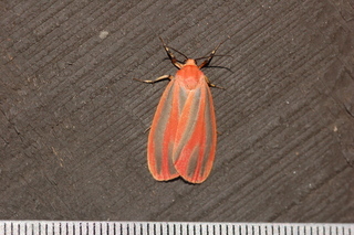 Hypoprepia miniata, Scarlet-winged Lichen Moth
