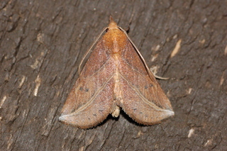 Phyprosopus callitrichoides, Curve-lined Owlet